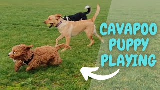 Cavapoo Puppys Cute and Playful Encounters with Other Dogs [upl. by Whallon501]