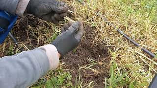 Winter rye cover crop in heavy clay soil  results and observations [upl. by Elery893]