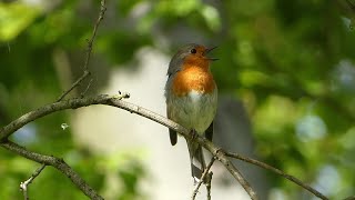 Das Rotkehlchen – Zuhörer und begnadeter Sänger [upl. by Purcell]