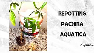 Repotting Pachira Aquatica [upl. by Erin]