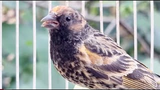 Gulsar Bird Singing Beautiful  Red Fronted Serin Singing [upl. by Mirelle]