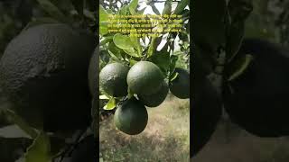 मौसंबी Citrus limetta एक फल है। यह नींबू जाति का ही फल है परन्तु नींबू से अनेक गुना लाभदायक है [upl. by Silsbye]