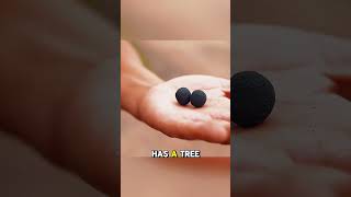 Seed Balls from the Sky science facts knowledge [upl. by Yoc]