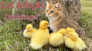 quotCute Ducklings Follow Kitten Thinking Shes Their Mom Heartwarming Momentsquot [upl. by Taka8]