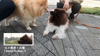 ロメ発見！の巻 Chocolate Parti Pomeranian チョコパーティポメラニアン [upl. by Nniw]