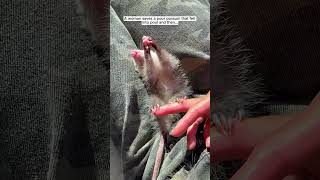 Woman saves a poor possum that fell into pool opossum short [upl. by Doti]