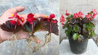 Surprised with how to propagate begonias from leaves│Begonia [upl. by Sholom]