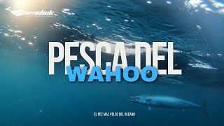 PESCA DEL WAHOO AL TROLEO EN CANCAS PERÚ [upl. by Gerik487]