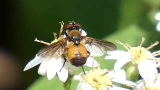 Tachinid Fly Phasia sinensia Licks Aster Flowers [upl. by Hudson]