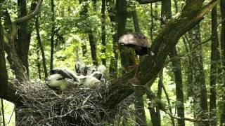 ciconia nigra black stork [upl. by Aguste630]