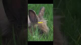 Amazing facts about Rabbits animals wildanimalfacts amazingfacts facts [upl. by Atrim]