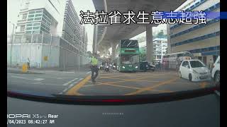 車CAM直擊  黃格仔下的法拉雀 俾啲掙扎 [upl. by Nuhsyar339]