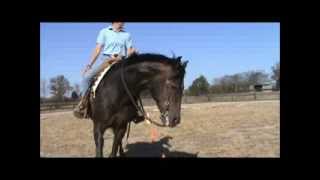 How to neck rein a western horse correctly [upl. by Noakes412]