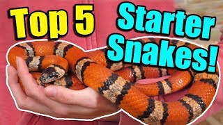 The Top 5 BEST Beginner Snakes [upl. by Hunfredo]