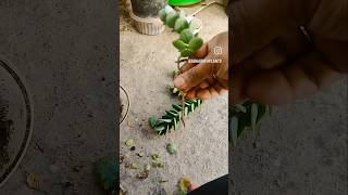 kalanchoe marnieriana terracegarde subscribe plants kalanchoemarnieriana succulents succulent [upl. by Brade200]