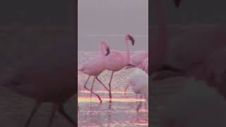 STOP Believing These Flamingo Myths [upl. by Marena69]