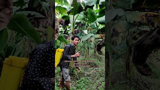 Insecticide and Fungicide combination Banana Farming kaushikvlogs shorts agriculture [upl. by Sancho]