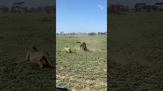 A Wildebeest Mothers Brave Defense Fending Off Predators to Protect Her Calf [upl. by Ioyal215]