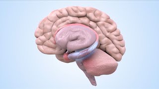 How does DNA methylation impact synaptic transmission [upl. by Idnib380]