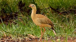 SERIEMA jovem caçando alimento CARIAMA CRISTATA REDLEGGED SERIEMA SARIEMA Vida no campo [upl. by Aticnemrac]