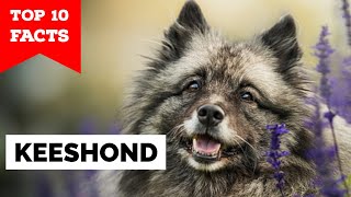 Keeshond  Top 10 Facts [upl. by Oram]