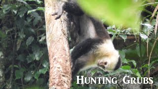 Whitefaced Capuchin Monkey hunting grubs under tree bark  Costa Rica [upl. by Alvie]