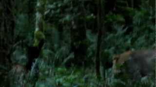 Roosevelt Elk Herd Moving Through Olympic National Parks Quinault Rainforest [upl. by Phina]