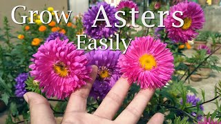 How to Grow Asters  Aster plant care এ্যাস্টার  एस्टर [upl. by Anyaj324]