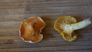 Chanterelle vs False Chanterelle [upl. by Robert922]