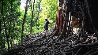 Solo Hiking Bukit Kiara Angkor Wat Tree via Rock Garden in Kuala Lumpur [upl. by Bullis]