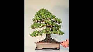 Bonsai Rotkiefer Pinus densiflora Rarität [upl. by Eibreh]