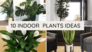 Indoor plant Decore  top 10 easy to grow indoor plants [upl. by Elleiand]