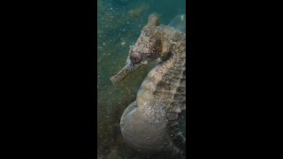 How Male Seahorses Carry Their Offspring [upl. by Aneetak]