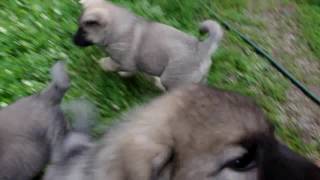 Norwegian Elkhound Puppies at 7 Weeks Playing [upl. by Tnilc]