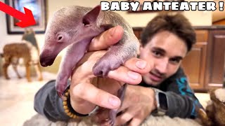 I ADOPTED A BABY ANTEATER FOR MY ZOO [upl. by Eedyak]