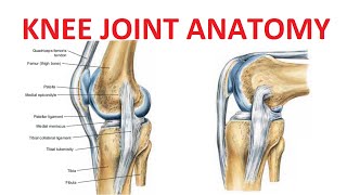 Knee Joint Anatomy [upl. by Himelman624]