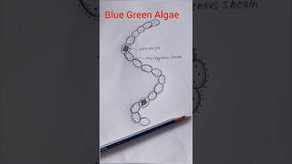 Blue Green Algae Nostoc Diagram shorts [upl. by Ralleigh806]