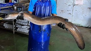 How to cook a giant live moray eel Giant Sunfish  Eel  Puffer Fish  Grouper Cutting and Cooking [upl. by Suriaj]