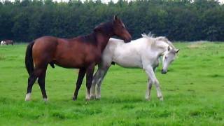 Horses in the field Stabilized [upl. by Aicarg]