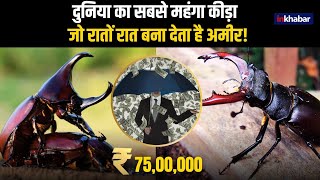 World Most Expensive Insect 75 लाख रुपये के इस कीड़े की ऐसी है मान्यता रातों रात बना देता है अमीर [upl. by Reinhold]