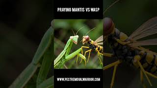 Praying Mantis Vs Wasp prayingmantisofinstagram prayingmantis mantis wasp wasps [upl. by Corty847]