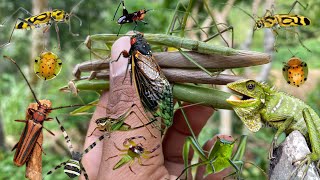 finding small beauties in naturewho loves insects [upl. by Choo]