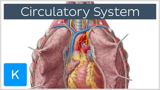 Circulatory system  Function Definition  Human Anatomy  Kenhub [upl. by Branch]