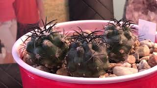 Copiapoa griseoviolacea seedlings [upl. by Arrak]