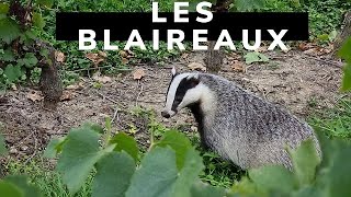 Tout savoir sur les blaireaux [upl. by Cappella748]