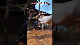 Hori habba 😱 very trending video song horihabbada viralvideo bull viralshorts viralreels [upl. by Akenna82]