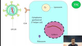 Afweer 1 Binas 77 Bacteriofaag Cyclus HIV [upl. by Earej436]