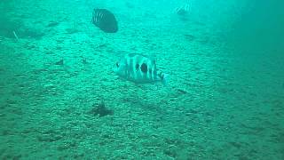 Arrow cichlid breeding pair with fry in Lake Apoyo Nicaragua [upl. by Arocahs]