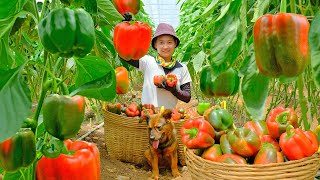 Harvesting Bell Pepper Garden Goes To Market Sell  Stirfried Bell Pepper with Squid  Tieu Lien [upl. by Pampuch184]