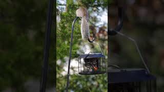 🐿VS SquirrelProof Bird Feeder！Funnykingsyard kingsyardbirdfeeder naturelovers [upl. by Emmy]